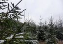 Start vânzării pomilor de Crăciun. Moldsilva este gata să scoată pe piață peste 50 000 de pomi. Află prețul