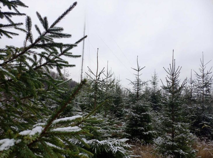 Start vânzării pomilor de Crăciun. Moldsilva este gata să scoată pe piață peste 50 000 de pomi. Află prețul