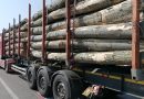 Primele cinci camioane cu lemn din România vor ajunge astăzi în Moldova. Vor fi distribuite la Cantemir și Glodeni