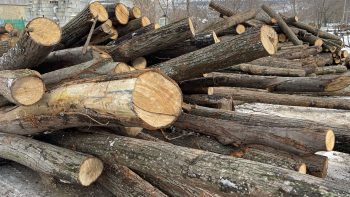 Primul lot de lemne din România a ajuns în raionul Cahul. Află localitățile