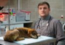 Sergiu Maximenco: Eu nu tratez animale, eu tratez membrii familiei