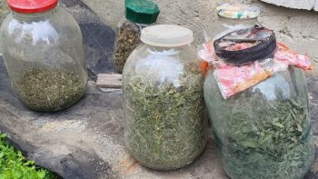 ”Deficit” de droguri în raionul Cahul. Polițiștii au ridicat 2 kg de marijuana