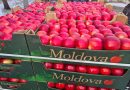 Produsele agricole moldovenești vor putea fi exportate fără taxe în Marea Britanie
