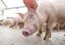 Au fost înregistrate două cazuri de pestă porcină africană în raioanele Cahul și Ungheni