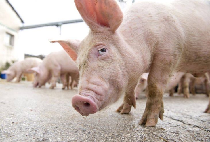 Au fost înregistrate două cazuri de pestă porcină africană în raioanele Cahul și Ungheni