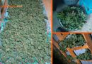 Au fost ridicate 34 kg de marijuana. Polițiștii din Vulcănești au curmat afacerea unui bărbat de 67 de ani
