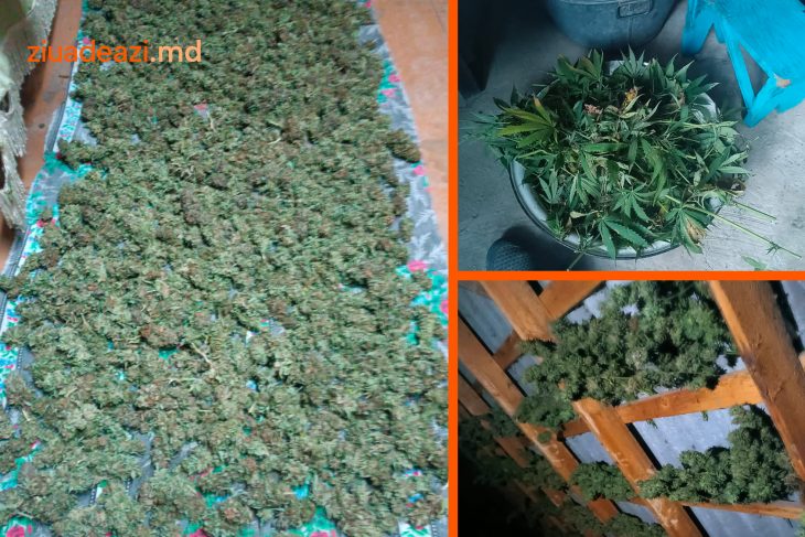 Au fost ridicate 34 kg de marijuana. Polițiștii din Vulcănești au curmat afacerea unui bărbat de 67 de ani