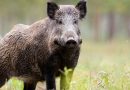 Pesta porcină africană confirmată la Cahul: carantină instituită pe teritoriul raionului