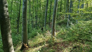 Planuri cu privire la extinderea și reabilitarea pădurilor în Republica Moldova