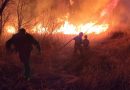 FOTO // Incendiu de vegetație la Colibași. Ion Dolganiuc: a fost provocat de o mână criminală