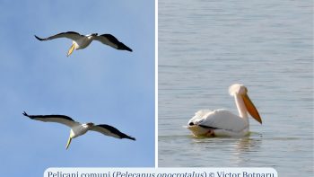 Primii pelicani din acest an au fost observați în sudul Moldovei
