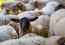 Crescătorii de ovine și caprine pot obține granturi de până la 1 milion USD pentru a îmbunătăți eficiența fermelor