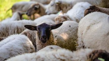 Crescătorii de ovine și caprine pot obține granturi de până la 1 milion USD pentru a îmbunătăți eficiența fermelor