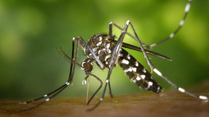 Страшный тигровый комар, чей укус может быть смертельным, все ближе подбирается к Молдове: Эксперты дают рекомендации, как защититься от укусов