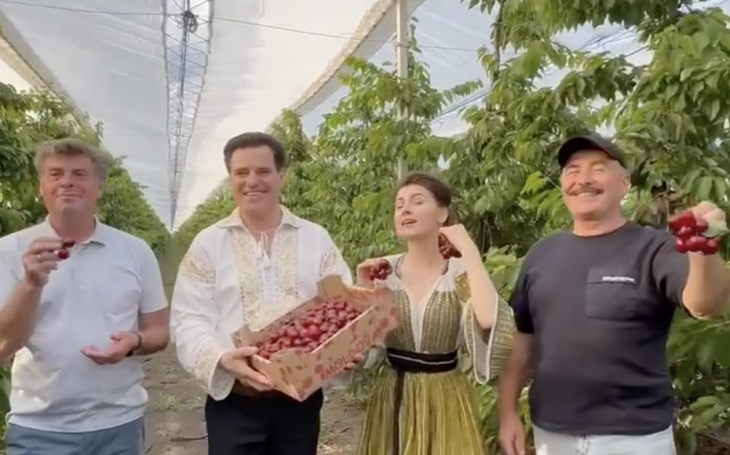 Igor Rusu și Maria Tincu la cireșe în Burlacu, Cahul // VIDEO