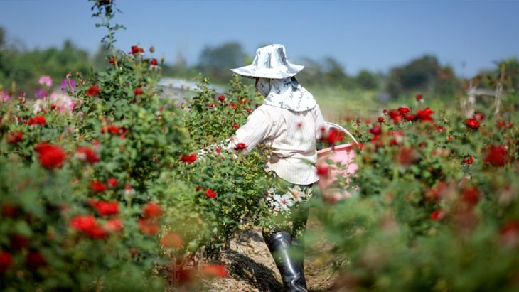 Moldova – exportator de butași de trandafir pe piața euroasiatică