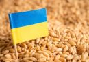 Зерновые культуры из Украины, перевозимые транзитом через территорию Республики Молдова, будут освобождены от контроля ANSA до 14 сентября 2024 года