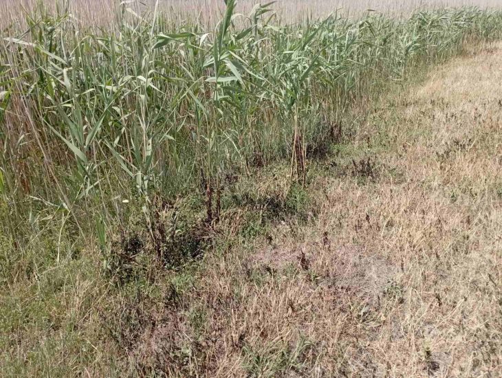 Peste 270 ha tratate cu pesticide pe terenurile afectate de lăcuste în Taraclia