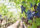 A fost adoptat un nou regulament privind calitatea și siguranța sectorului viticol în Moldova
