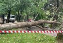 Tragedie în Chișinău: O fată de 12 ani a murit după ce un copac a căzut peste ea