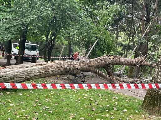 Tragedie în Chișinău: O fată de 12 ani a murit după ce un copac a căzut peste ea
