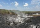 Пожар в Кагуле: 20 гектаров повреждено, 7 гектаров леса полностью потеряно // ФОТО