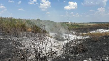 Пожар в Кагуле: 20 гектаров повреждено, 7 гектаров леса полностью потеряно // ФОТО