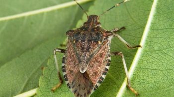 Temperaturile insuportabile din ultimele zile provoacă și înmulțirea insectelor dăunătoare