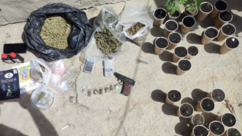 Doi bărbați arestați, după o captură 1.000.000 lei de marijuana și ghiveciuri cu plante de canabis la Cahul // VIDEO