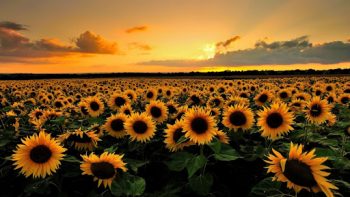 Republica Moldova: Importuri semnificative de semințe de floarea-soarelui în sezonul 2023/2024