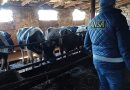 ANSA îndeamnă crescătorii de animale să respecte măsurile obligatorii în perioada caniculară