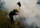 Incendiu de pădure la Cahul: Pompierii luptă pentru a stinge flăcările ce afectează 6 hectare de vegetație