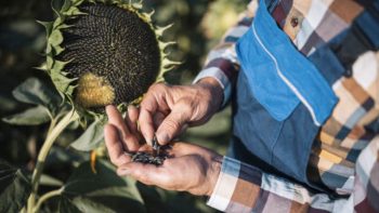 Agricultorii estimează o recoltă mai mică de floarea-soarelui