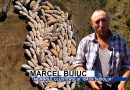 Marcel Buiuc ne arată cum se tunde o oaie ca la carte /VIDEO