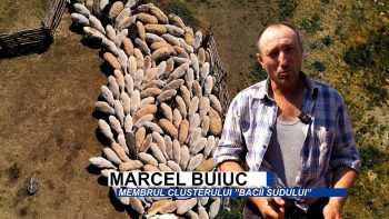 Marcel Buiuc ne arată cum se tunde o oaie ca la carte /VIDEO