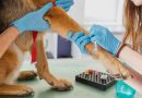 Atenție! ANSA retrage medicamente de uz veterinar