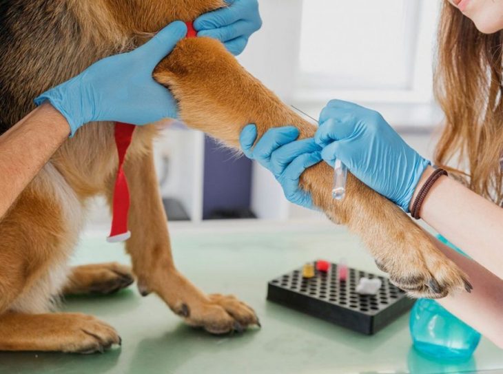 Atenție! ANSA retrage medicamente de uz veterinar