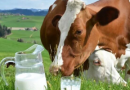 13 septembrie 2024 – Ultima zi de depunere a cererilor de solicitare a plății directe per cap de animal