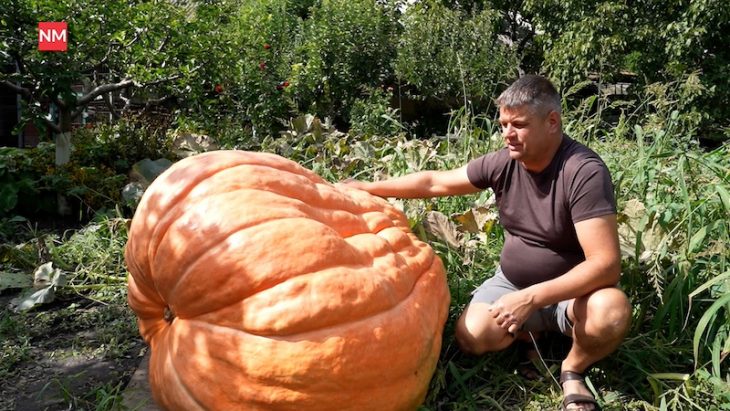 Cel mai mare bostan din Moldova. Vezi cât cântărește