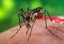 ANSP informează despre înregistrarea unui nou caz de infecție cu virusul Dengue în Republica Moldova