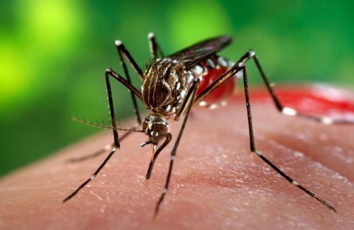 ANSP informează despre înregistrarea unui nou caz de infecție cu virusul Dengue în Republica Moldova