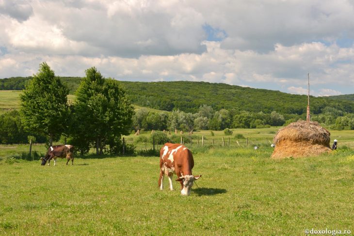 În Republica Moldova a fost înregistrat un caz de rabie