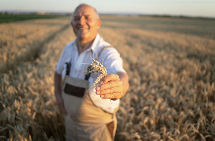 95 de agricultori din Cahul și Cantemir vor primi semințe de grâu FAO. Vezi lista integrală: