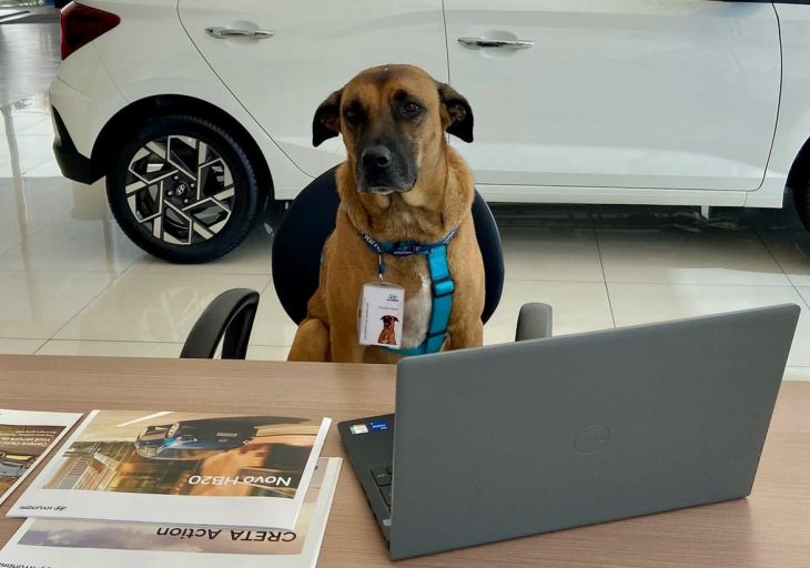 Un câine fără stăpân devine agent de vânzări la un showroom Hyundai din Brazilia