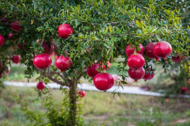 Rodiile din Cișmichioi: Inovație de succes în agricultura Moldovei