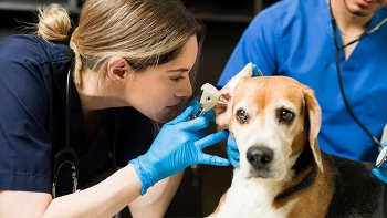 Lipsă acută de medici veterinari. Statul oferă indemnizații pentru a atrage tinerii specialiști